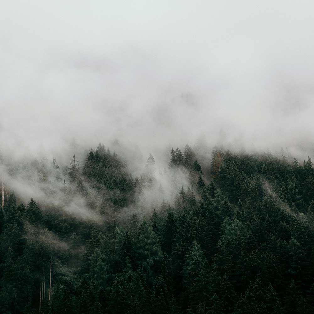Trees in fog.